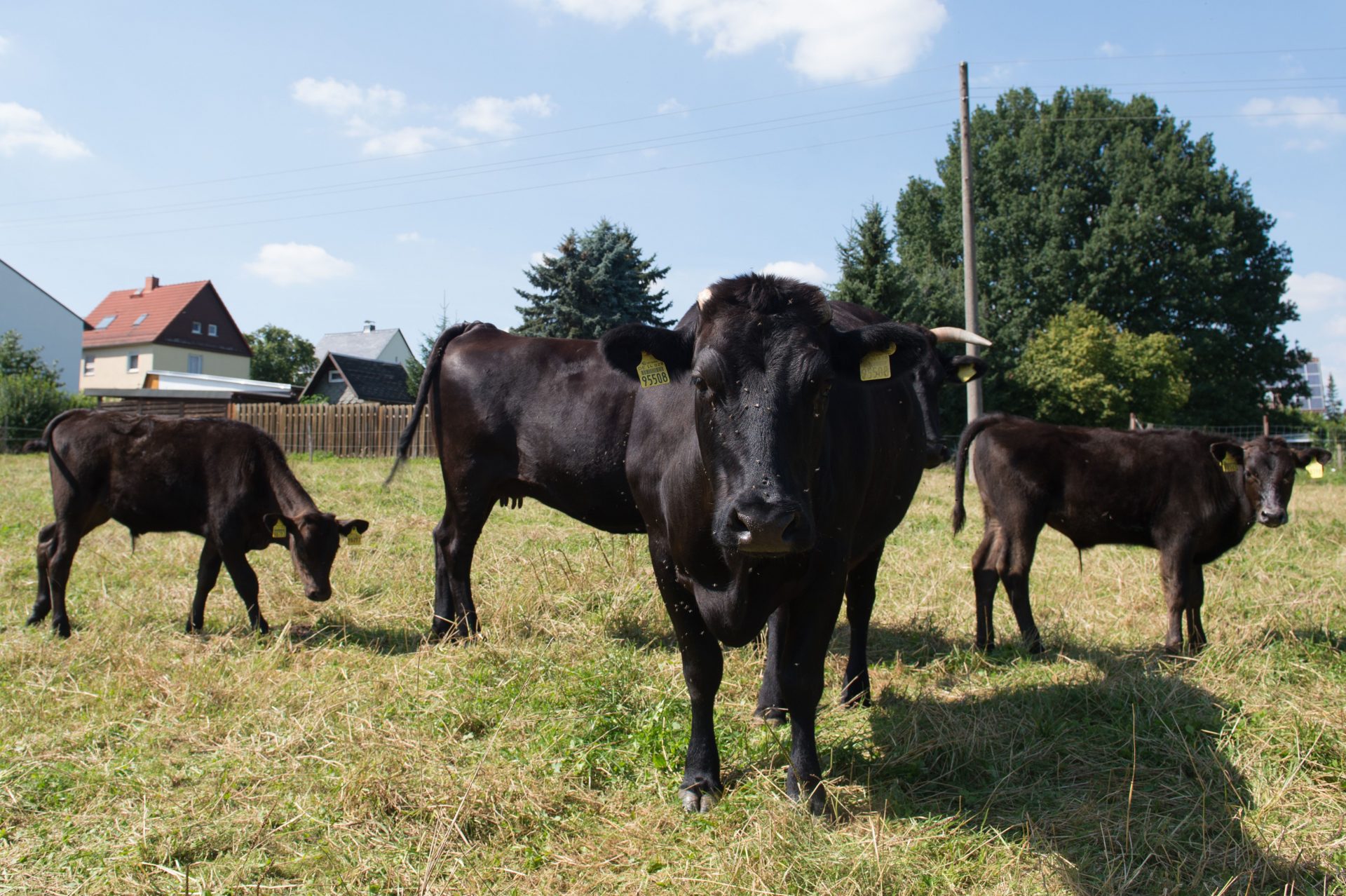 Wagyu-Rinder - GO FOR MORE